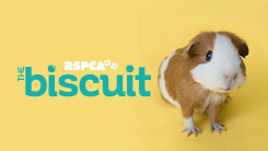 Animal magazine The Biscuit available across Australia