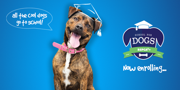 RSPCA Queensland | Puppy and Dog Training