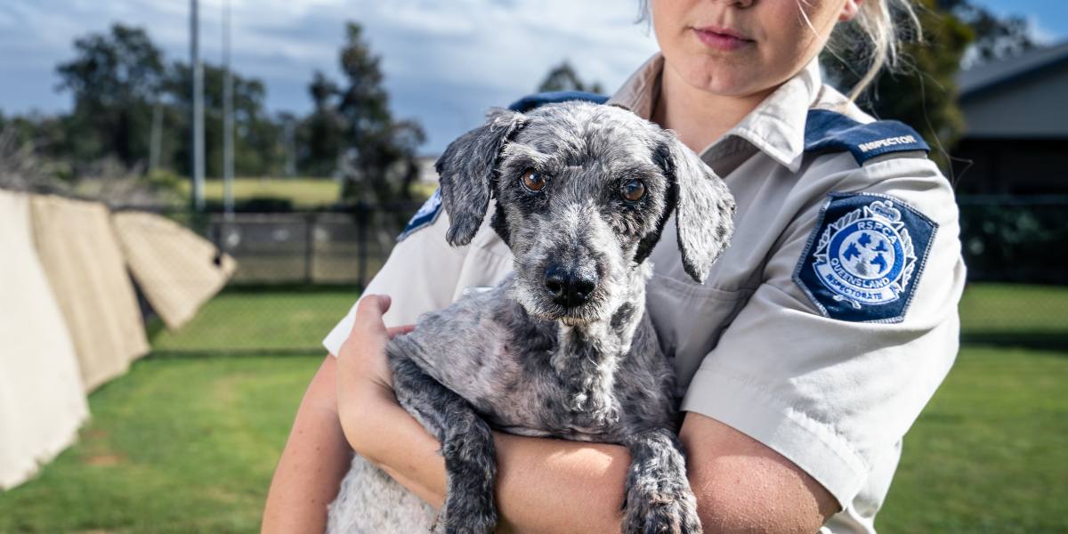 2021 Animal Cruelty Report | Suburbs With Highest Cruelty Cases | RSPCA  Queensland