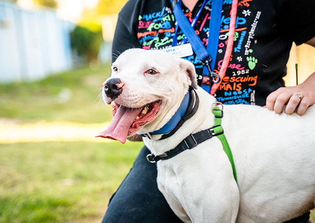 Harley's Story | Walk to Save a Life This May | Animal Welfare | RSPCA  Queensland