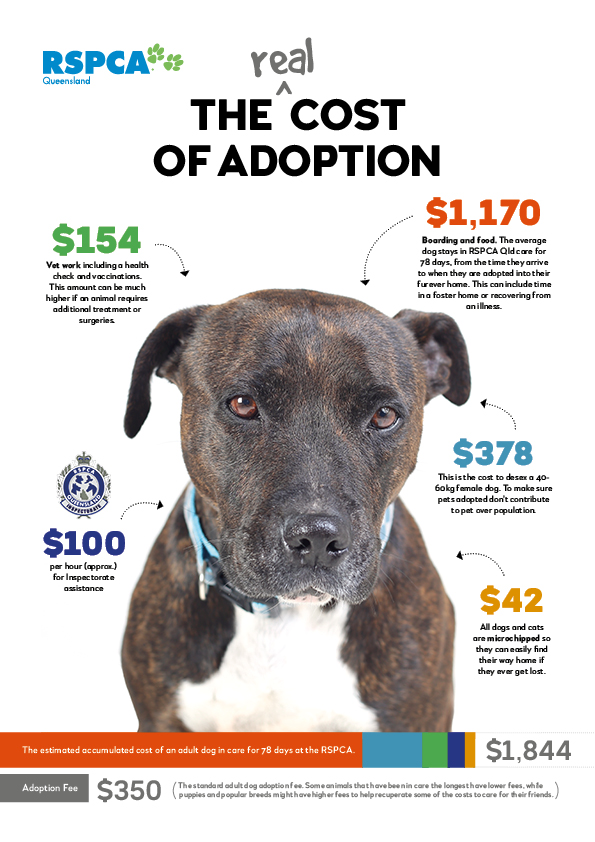 True Cost of Adoption Fees | Blog | RSPCA Queensland