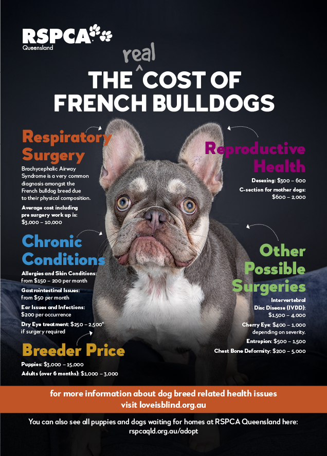 French Bulldog | Breed Facts | Blog | RSPCA Queensland