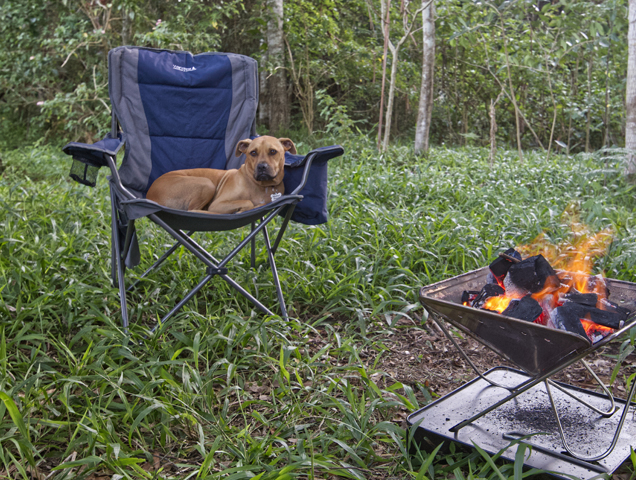 Pet-Friendly Campsites Across Queensland | Holiday Destinations ...