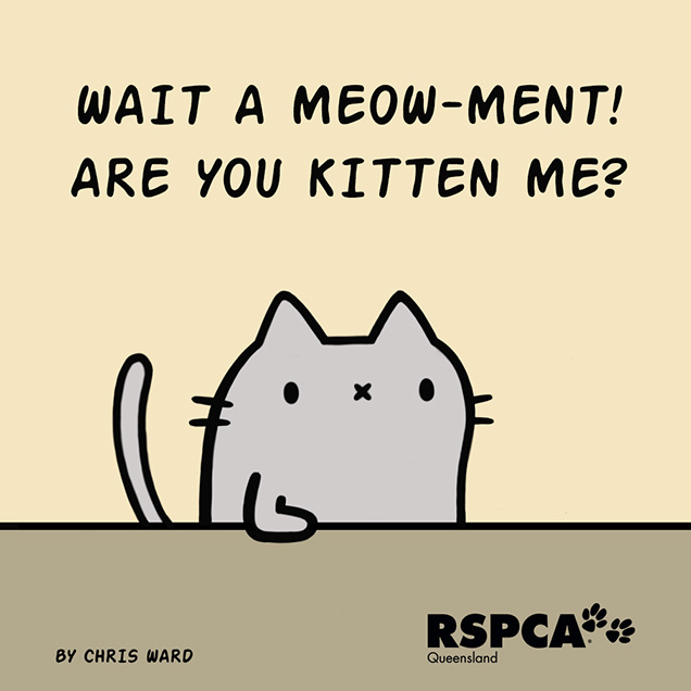 Totally Relatable Cat Puns Funny Rspca Queensland