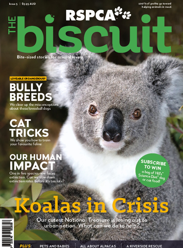 The Biscuit | Animal Magazine | RSPCA Queensland
