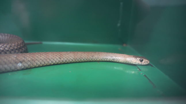 Snakes in Your Backyard | Australian Wildlife | Backyard Reptiles | Wildlife  | RSPCA Queensland