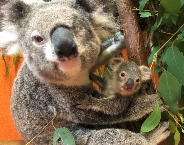 Pumpkin the Koala Released | Wildlife And Conservation | RSPCA Queensland