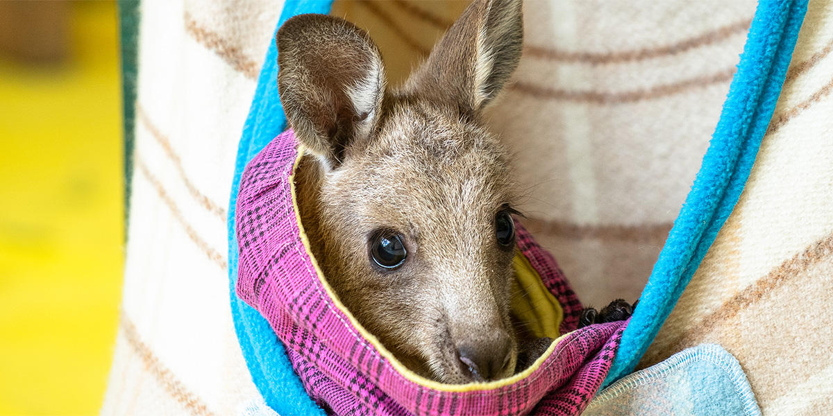 What to do if you find a baby animal | Wildlife rescue | RSPCA Queensland