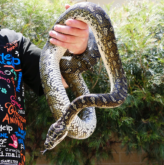 Snakes in Your Backyard | Australian Wildlife | Backyard Reptiles |  Wildlife | RSPCA Queensland