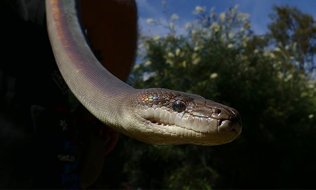 Snakes in Your Backyard | Australian Wildlife | Backyard Reptiles |  Wildlife | RSPCA Queensland