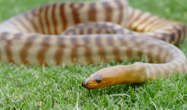 Snakes in Your Backyard | Australian Wildlife | Backyard Reptiles ...