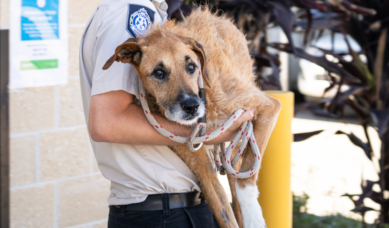 small dog rescue gold coast
