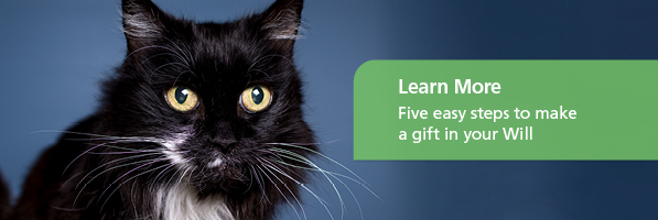 RSPCA Queensland | Leave a Gift in Your Will