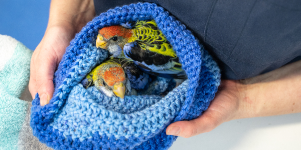 rspca queensland sees influx of baby birds into wildlife hospital 