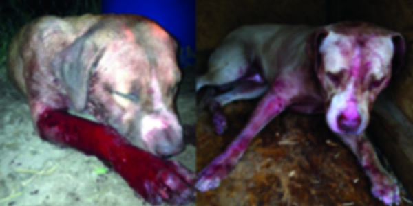 convicted of animal cruelty dog fighting dogs