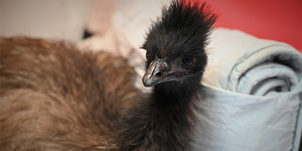 emu post-surgery at rspca queensland wildlife hospital