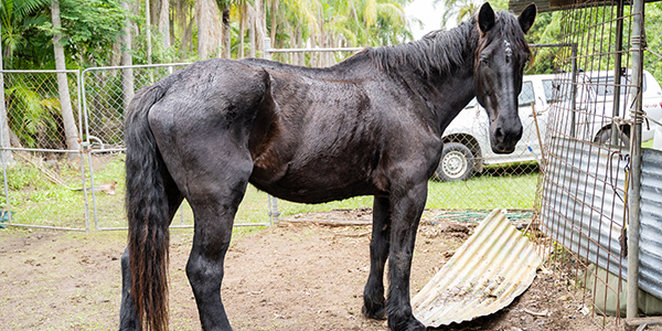 horses seized rspca inspectorate caboolture lockyer 