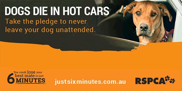 RSPCA Queensland | Dogs die in hot cars