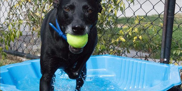 are ice cubes bad for dogs in the heat