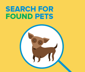 rspca qld lost and found